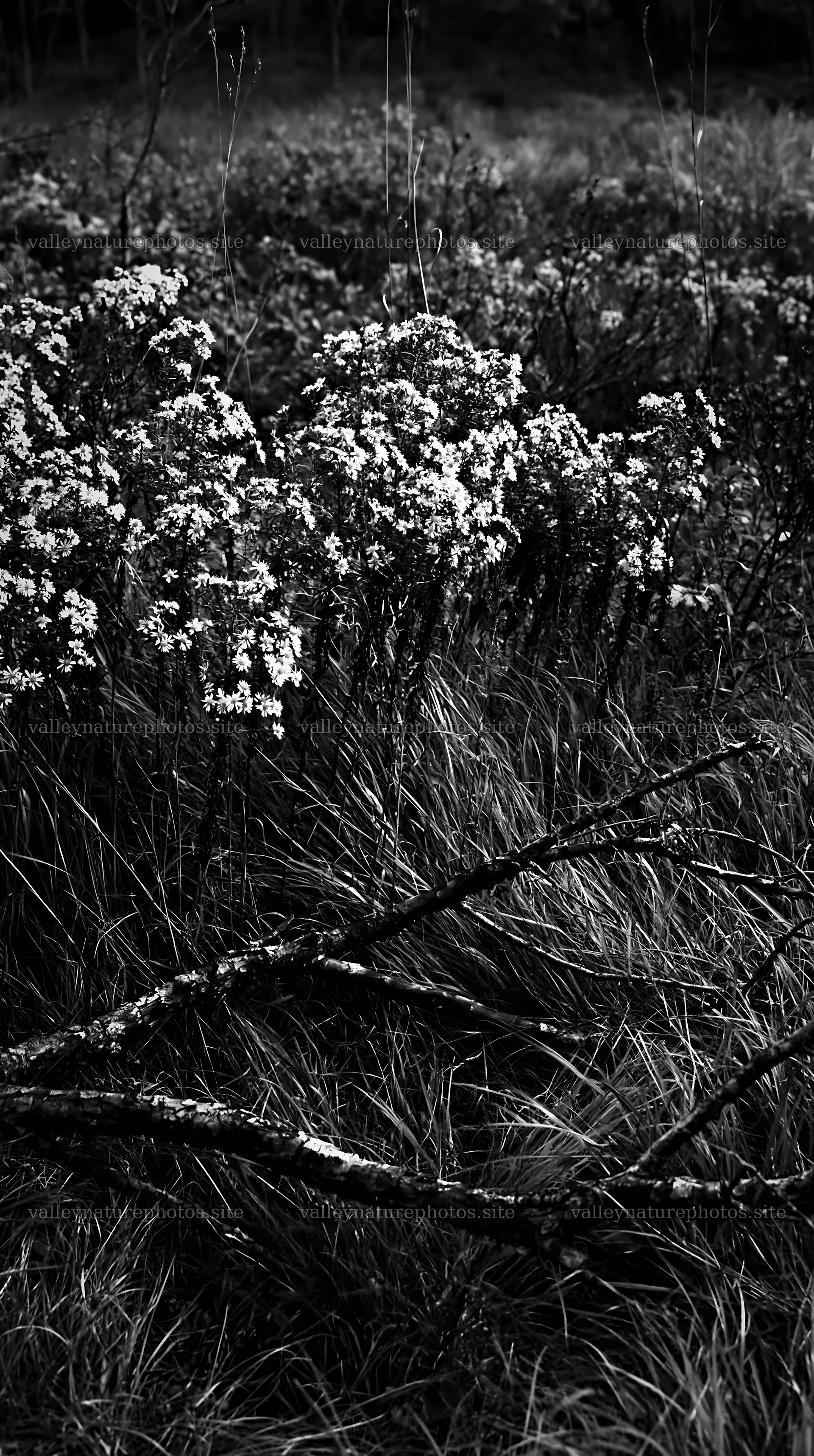 Yamagata rewilded meadow with fallen branch in the foreground – nature photography 5938x10608