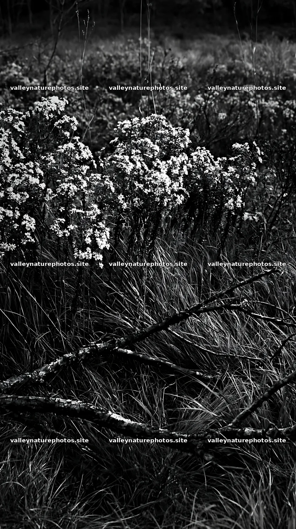 Yamagata rewilded meadow with fallen branch in the foreground – nature photography 5938x10608