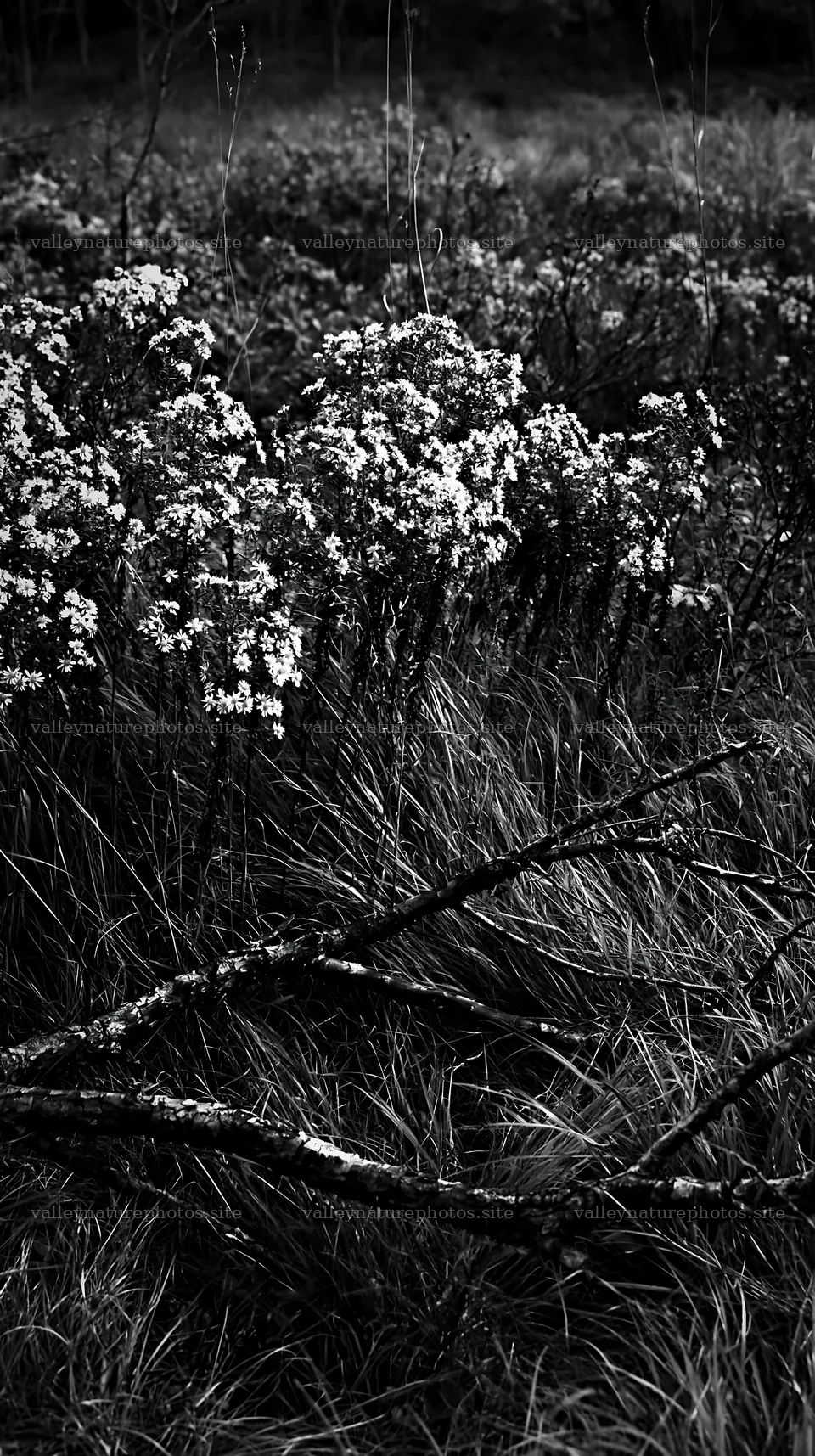 Yamagata rewilded meadow with fallen branch in the foreground – nature photography 5938x10608