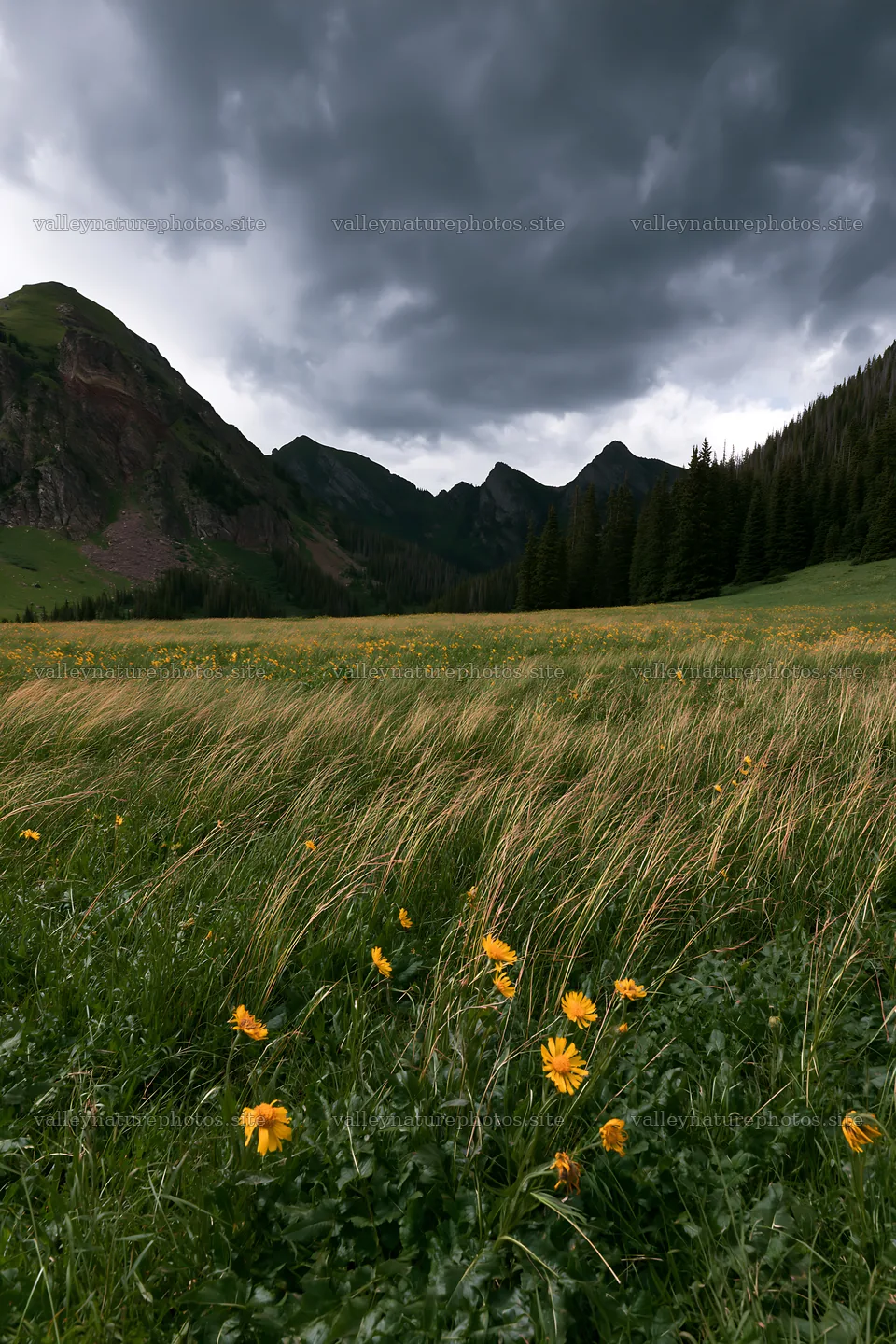 Mountain pass meadow with yellow flowers and cloudy sky – nature photography 6480x9722