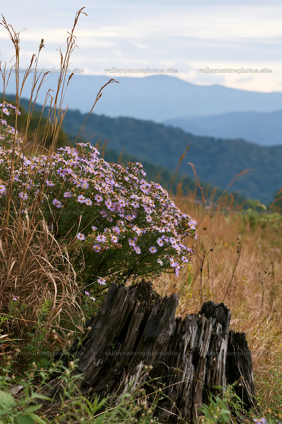 Fukushima native meadow with weathered stump – nature photography 6480x9722