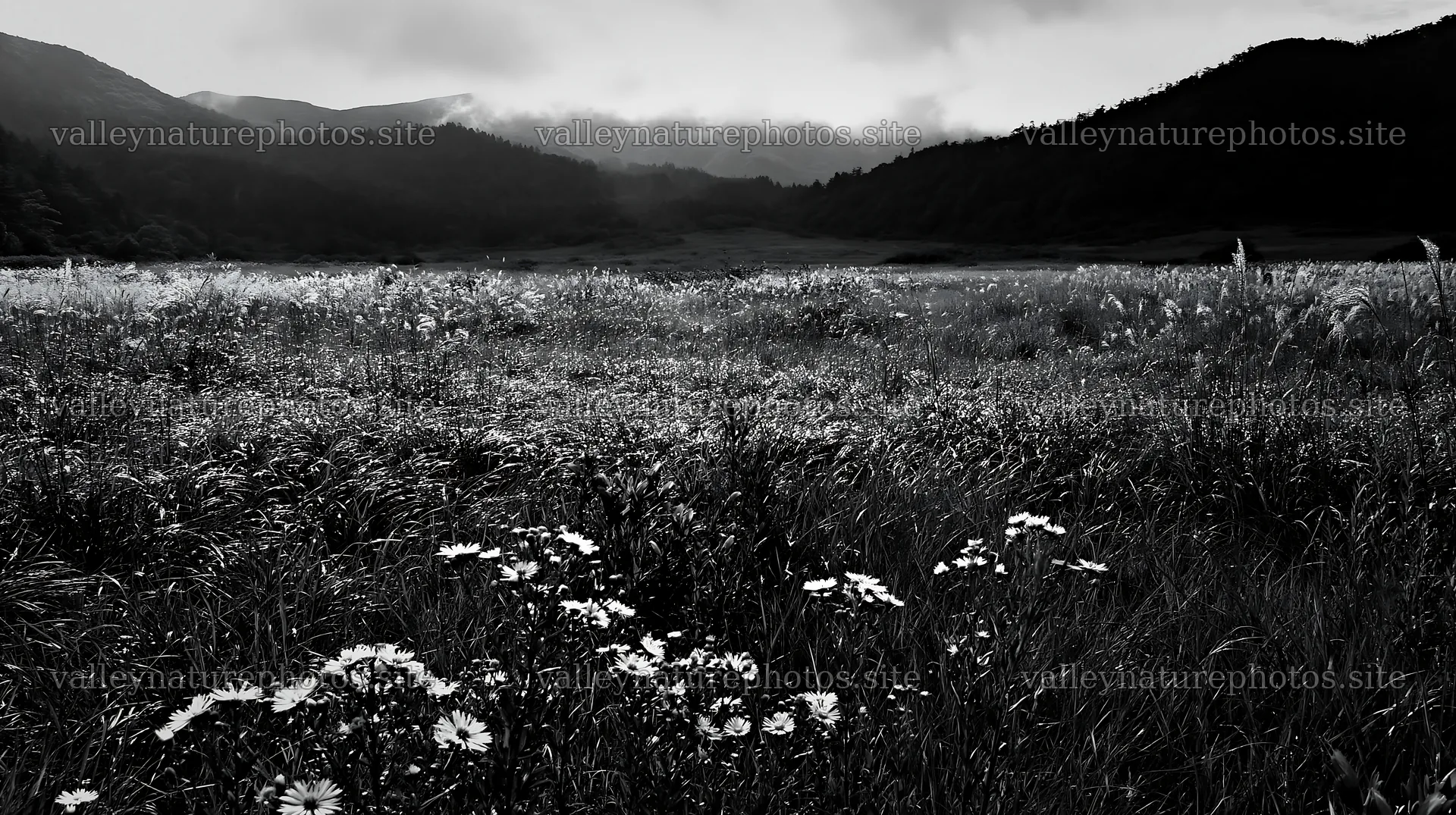 Biodiverse Nagano silver grass meadow dew glistens in natural light – nature photography 10608x5938