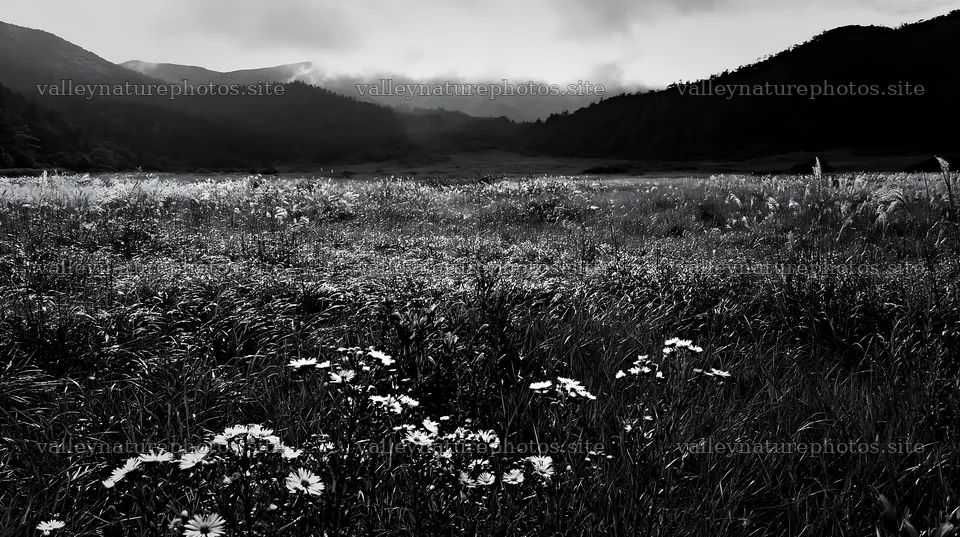 Biodiverse Nagano silver grass meadow dew glistens in natural light – nature photography 10608x5938