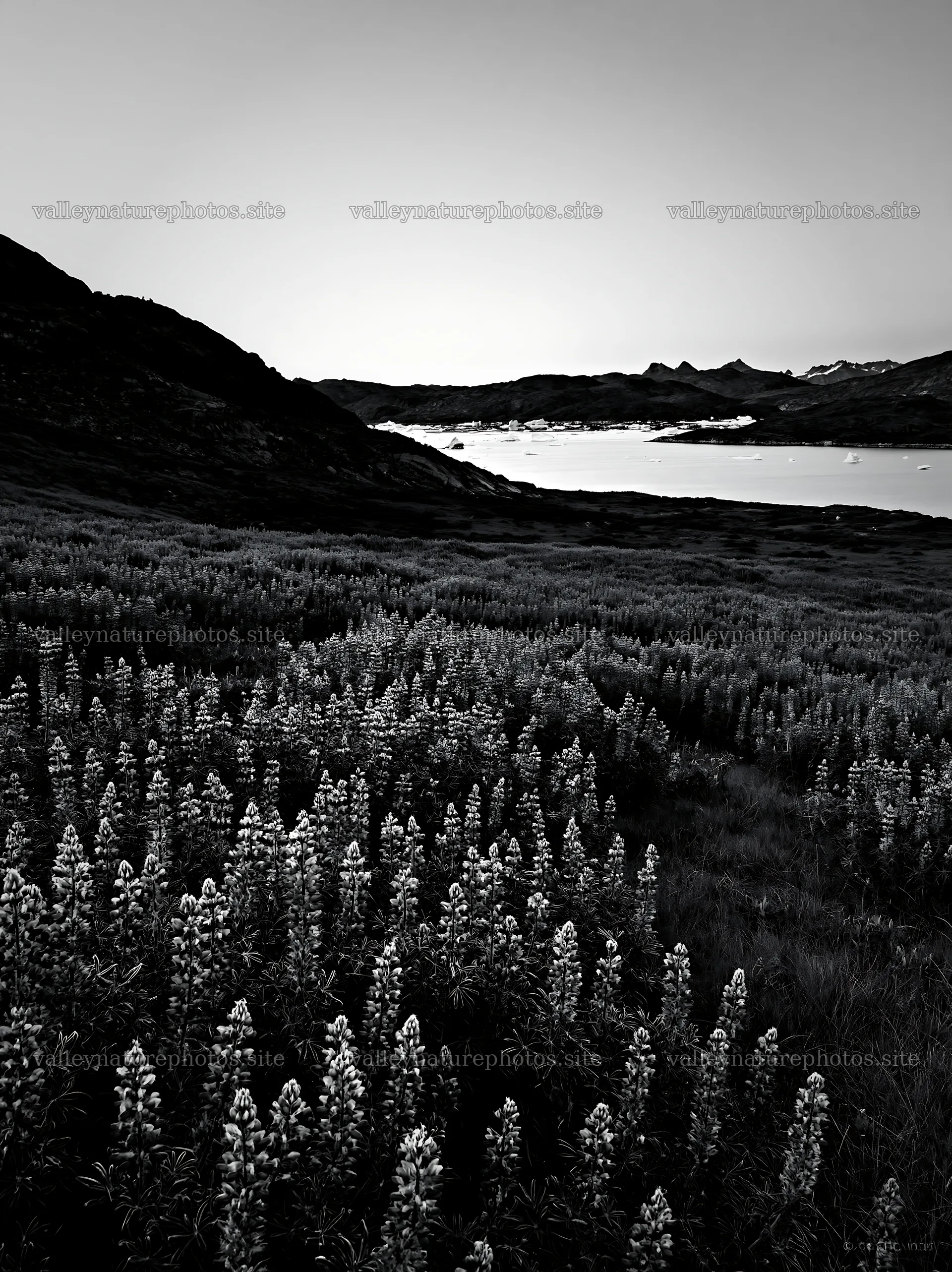 Lupin meadow with lake and mountains in the background – nature photography 6866x9174