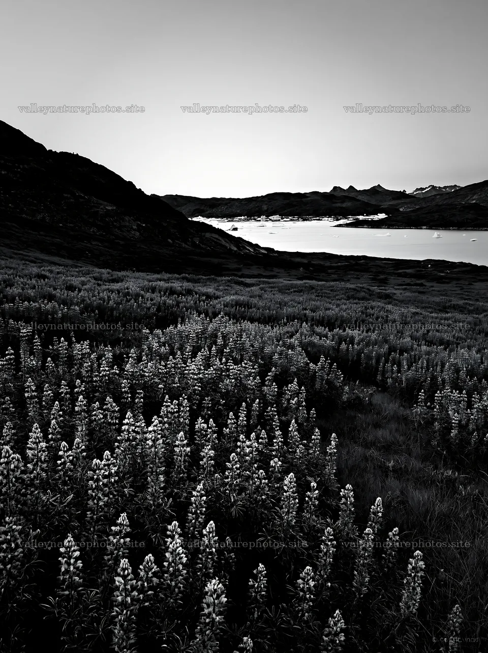 Lupin meadow with lake and mountains in the background – nature photography 6866x9174