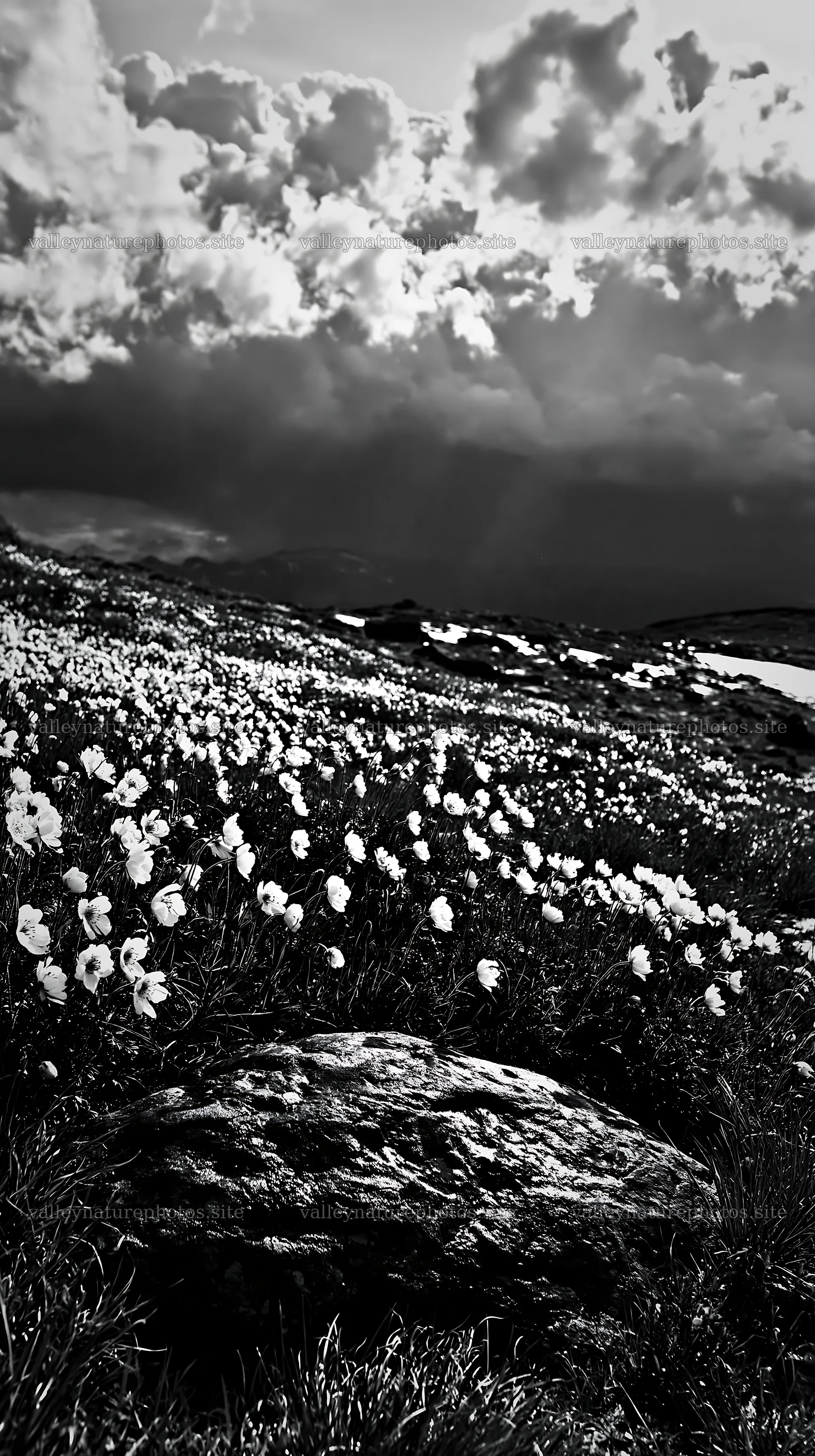 Snowmelt rock in Toyama alpine meadow with flowers and clouds – nature photography 5938x10608