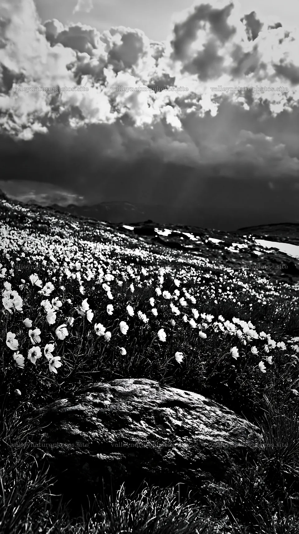 Snowmelt rock in Toyama alpine meadow with flowers and clouds – nature photography 5938x10608