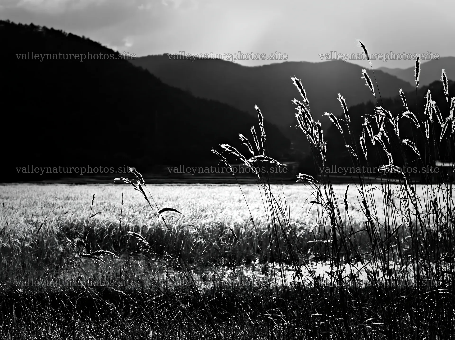 Okayama golden meadow with seedhead foreground at sunset – nature photography 9174x6866