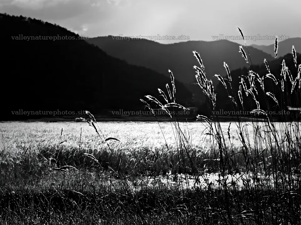 Okayama golden meadow with seedhead foreground at sunset – nature photography 9174x6866