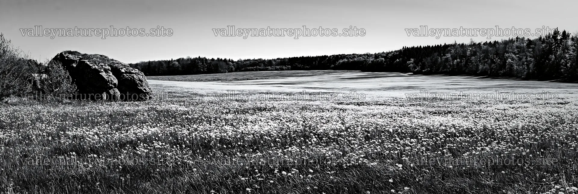 Spring meadow with wildflowers and a large stone – nature photography 13690x4602
