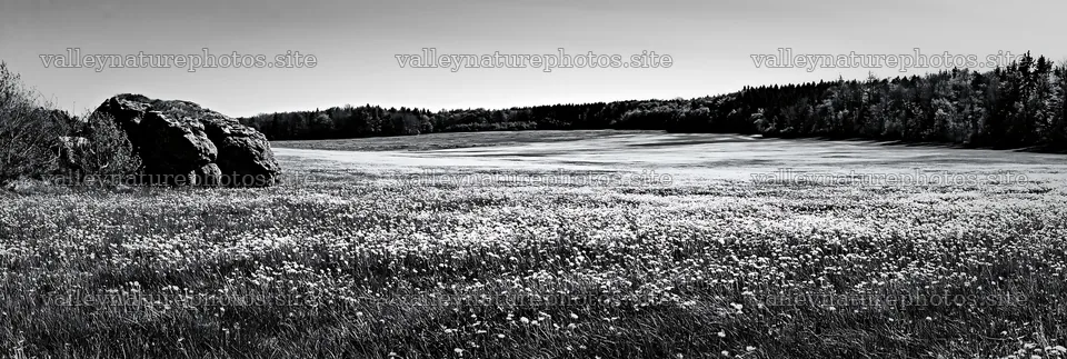 Spring meadow with wildflowers and a large stone – nature photography 13690x4602