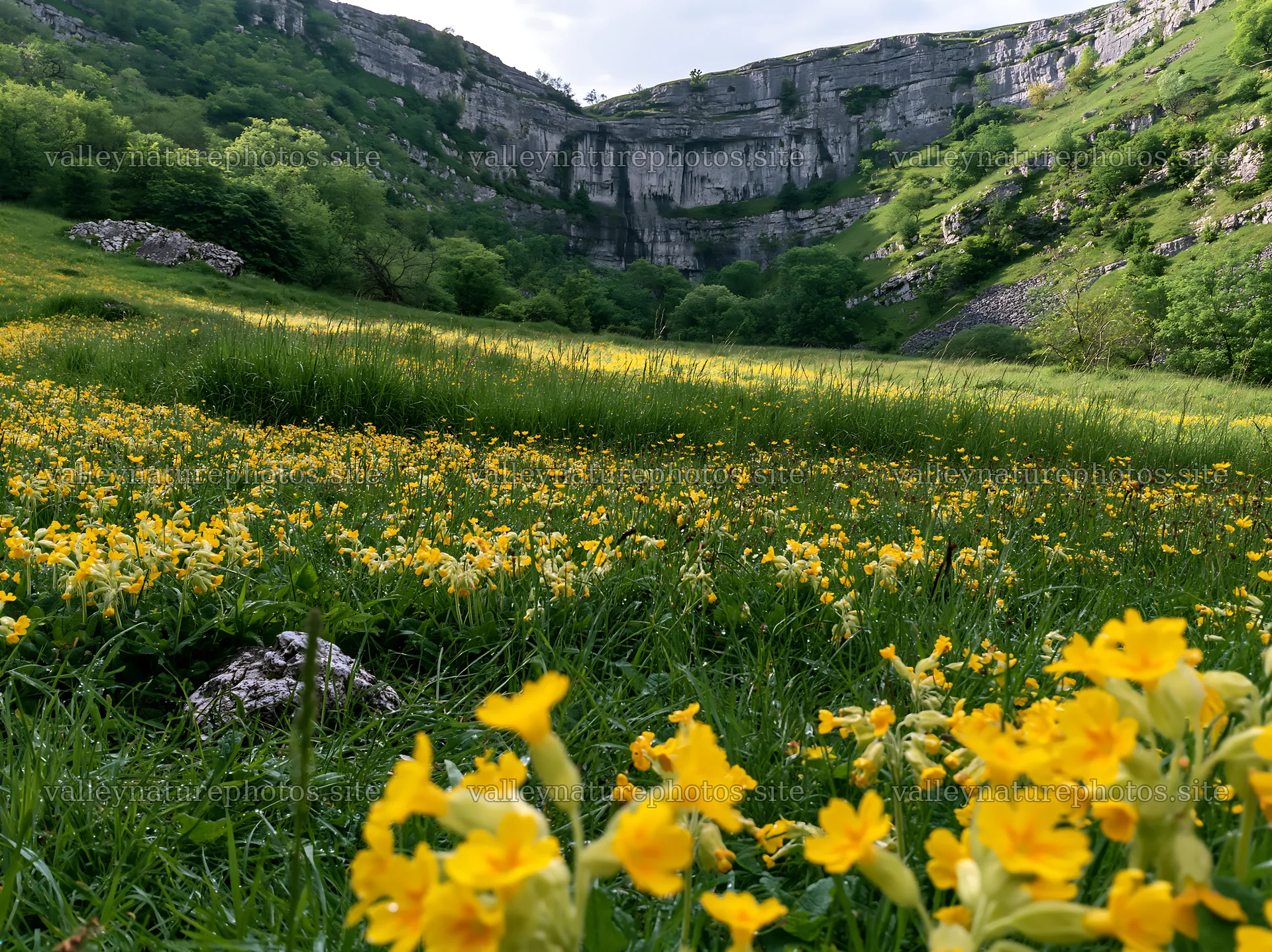 Yellow flowers in meadow with distant cascade in green landscape – nature photography 9174x6866