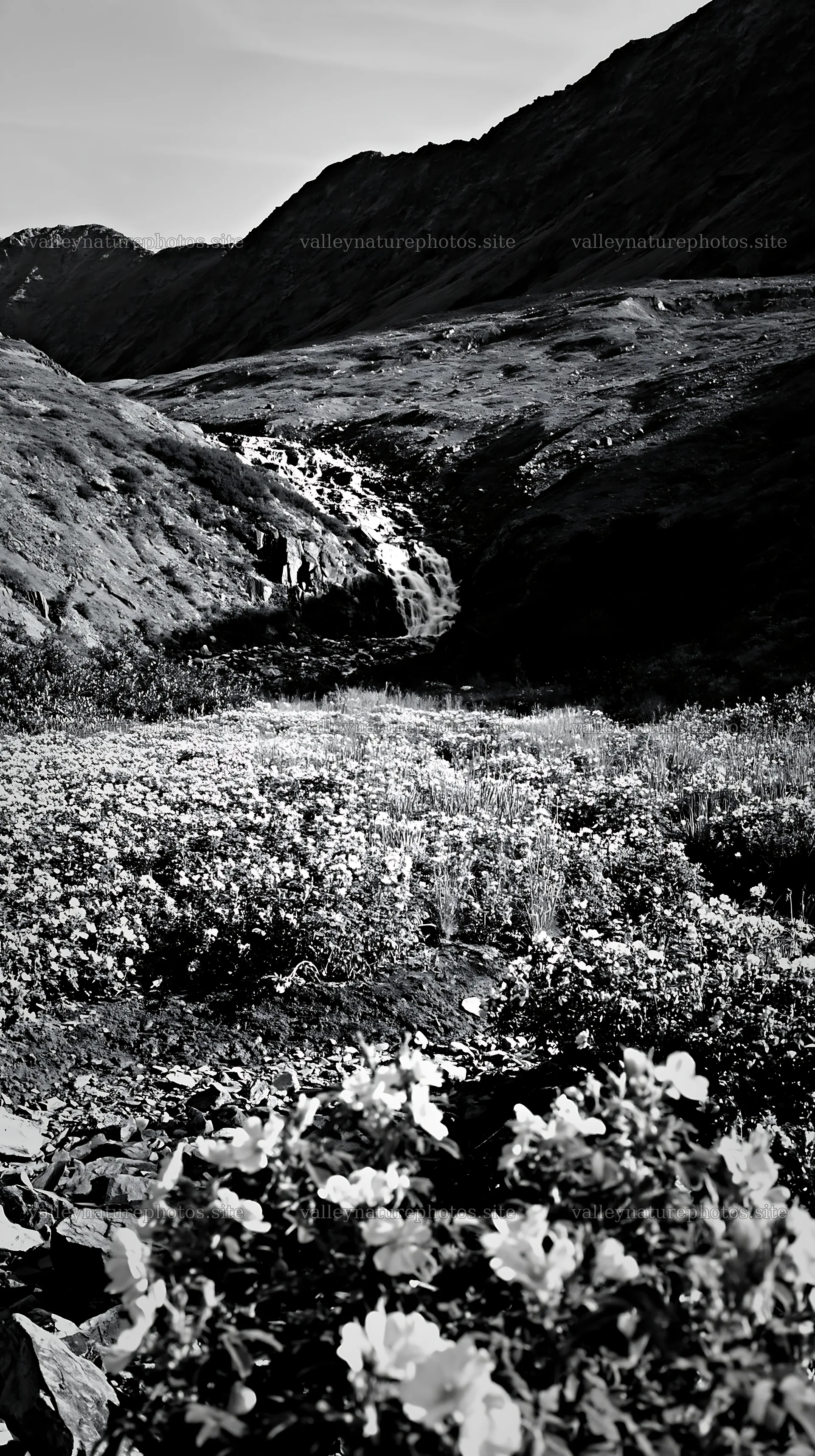 Wild rose meadow below cascading waterfall in black and white – nature photography 5938x10608