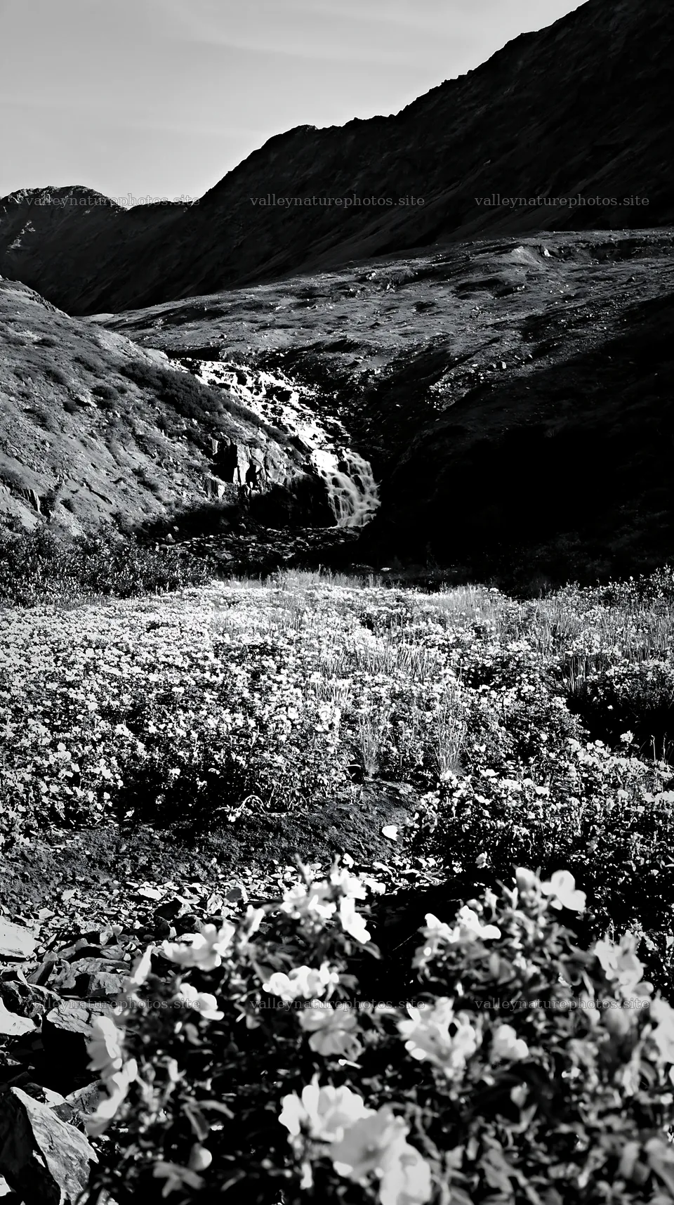 Wild rose meadow below cascading waterfall in black and white – nature photography 5938x10608