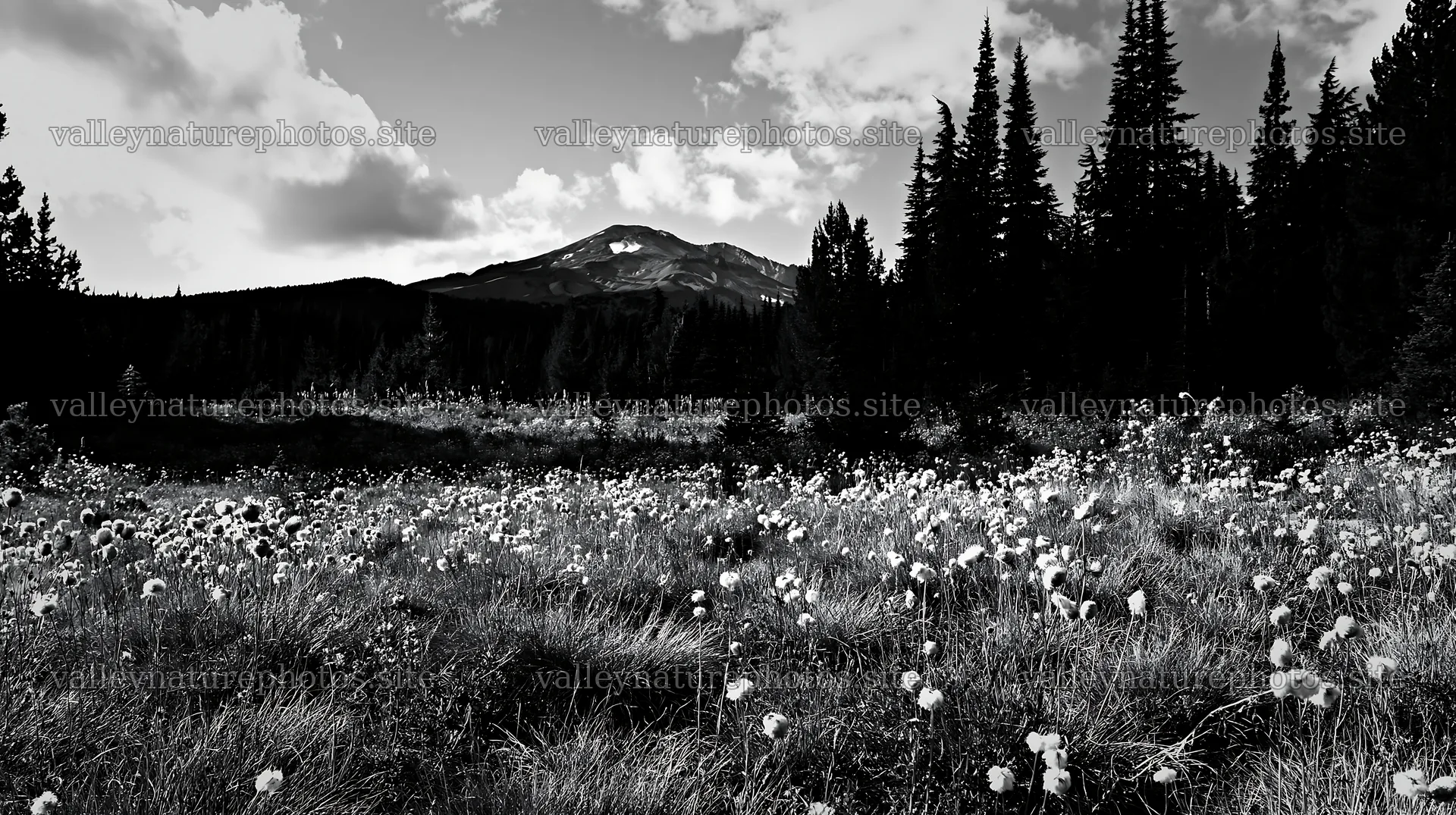 Seedhead meadow with mountain backdrop under blue sky – nature photography 10608x5938