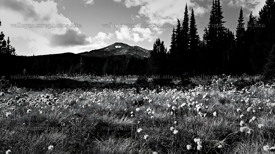 Seedhead meadow with mountain backdrop under blue sky – nature photography 10608x5938