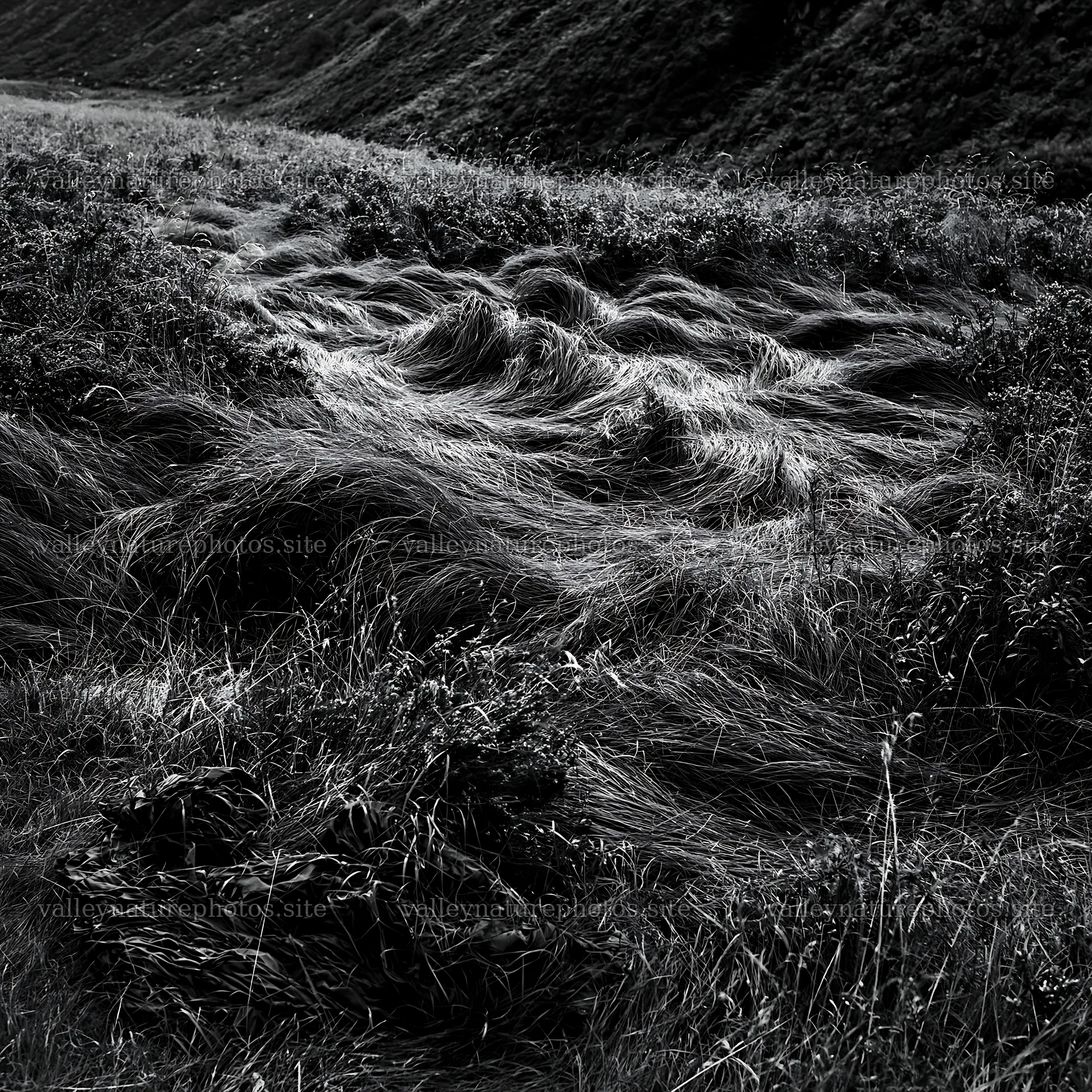 Tall grass meadow with waves in natural lighting – nature photography 7938x7938