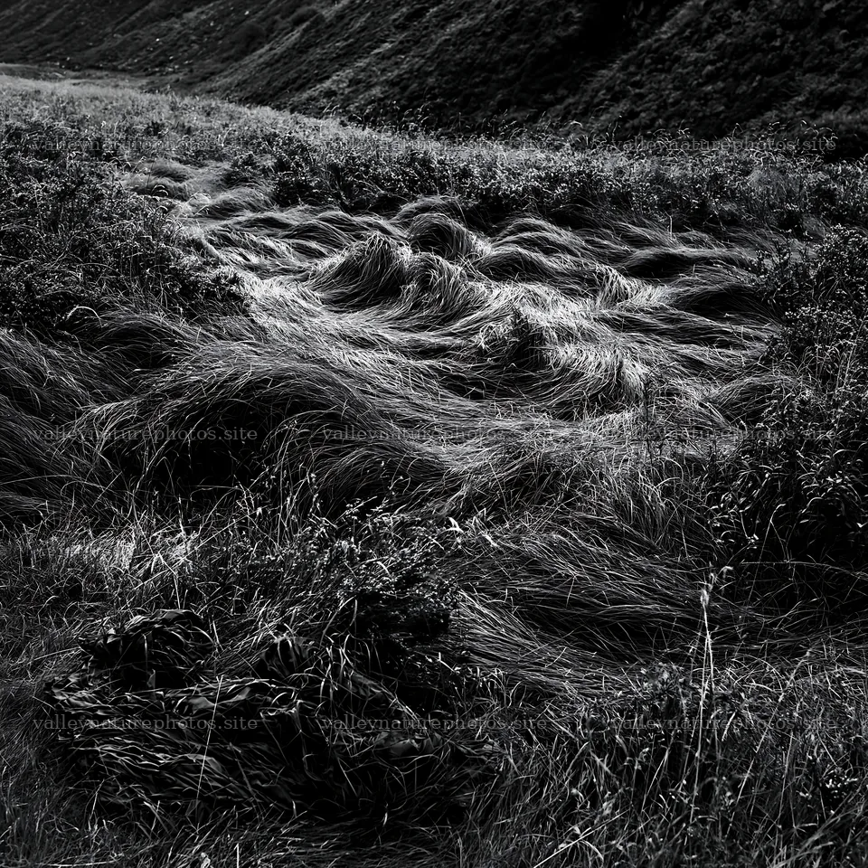 Tall grass meadow with waves in natural lighting – nature photography 7938x7938