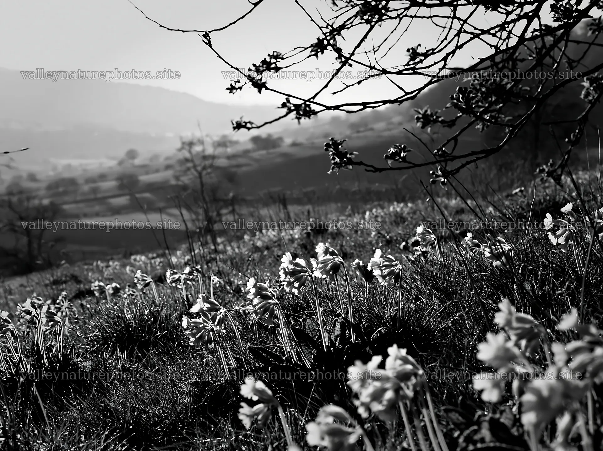 Hillside apple meadow with flowers and trees in black and white – nature photography 9174x6866