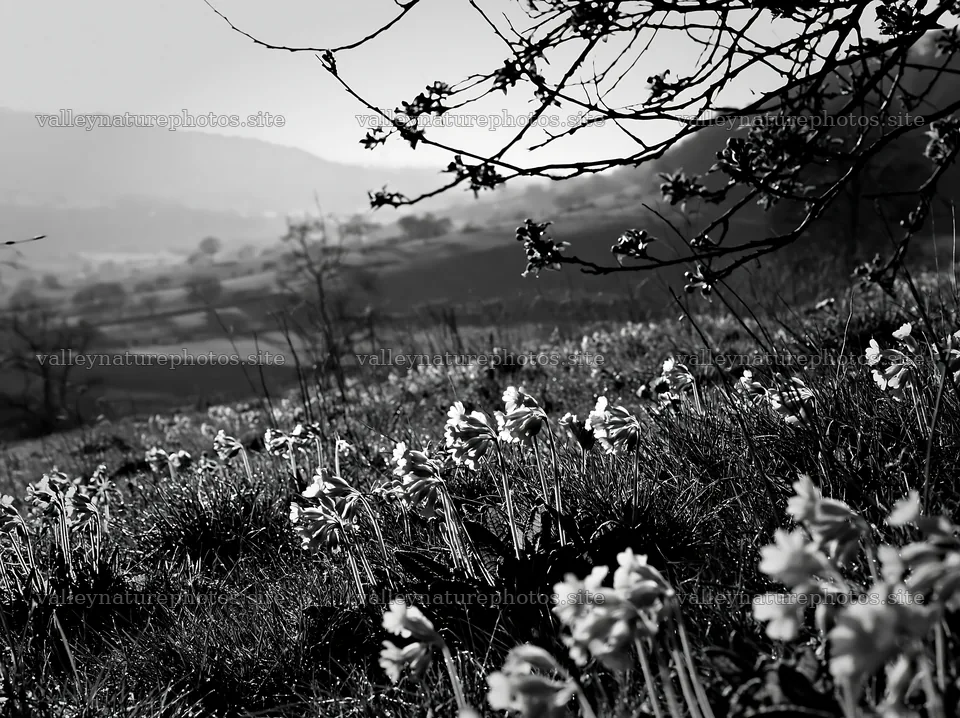 Hillside apple meadow with flowers and trees in black and white – nature photography 9174x6866