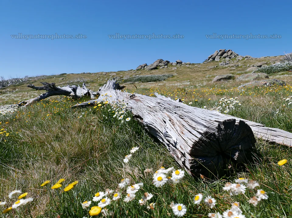 Weathered log resting in a meadow with wildflowers – nature photography 9174x6866