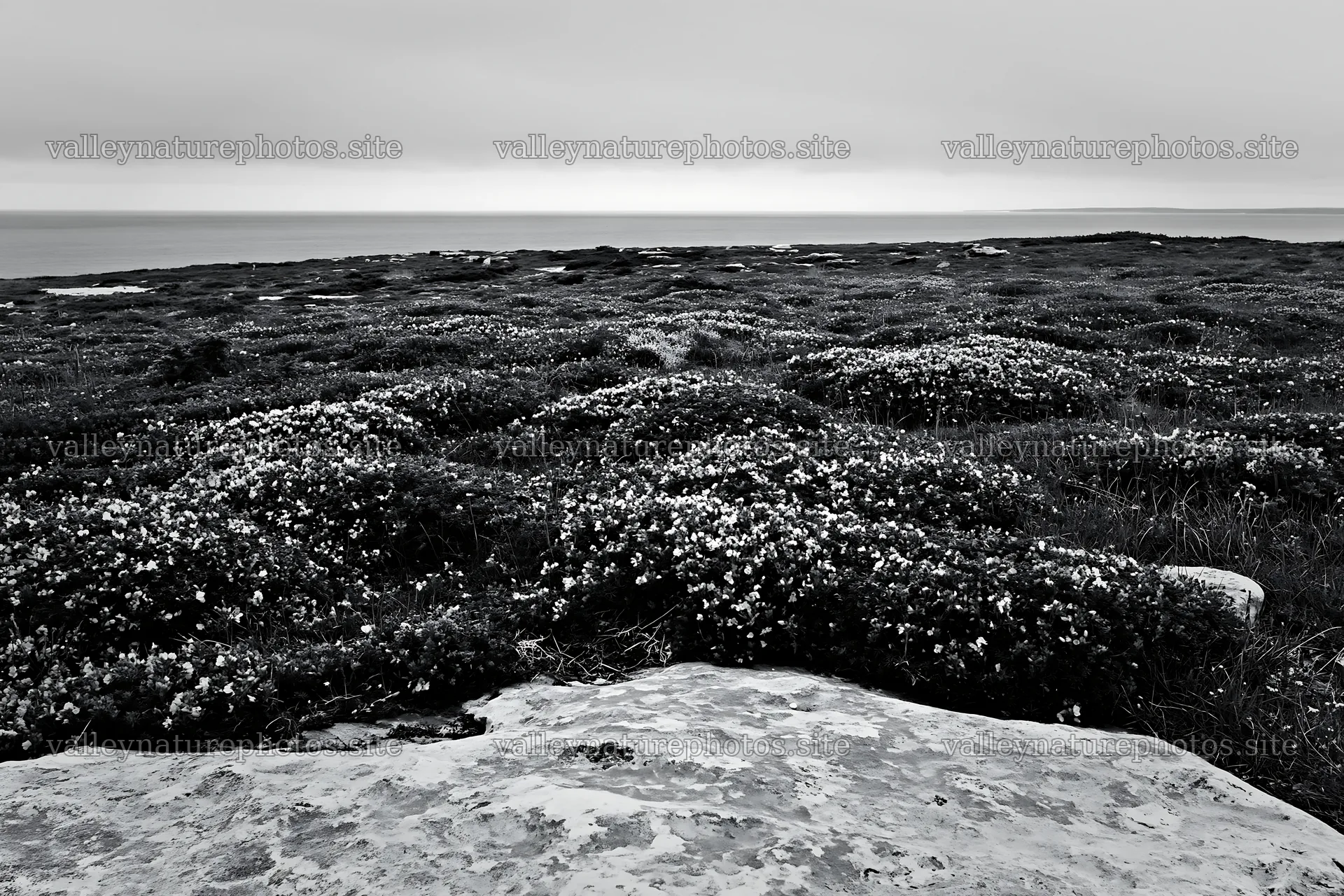 Cloudy rockrose meadow overlooking the ocean – nature photography 9722x6480