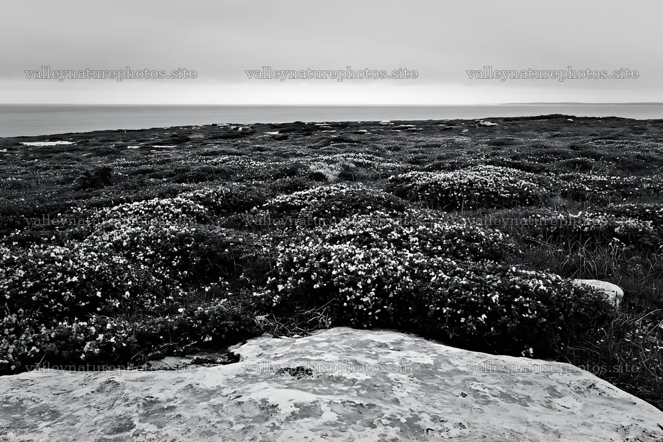 Cloudy rockrose meadow overlooking the ocean – nature photography 9722x6480