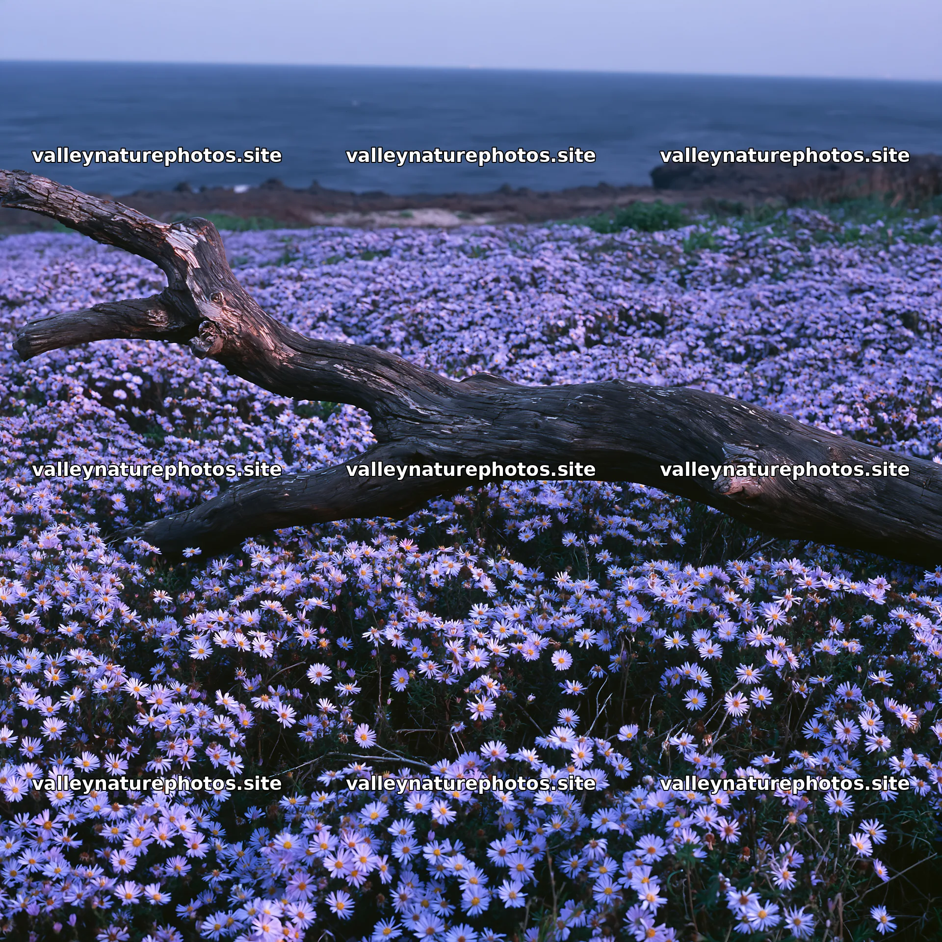 Chiba coastal climate meadow driftwood foreground captures nature – nature photography 7938x7938