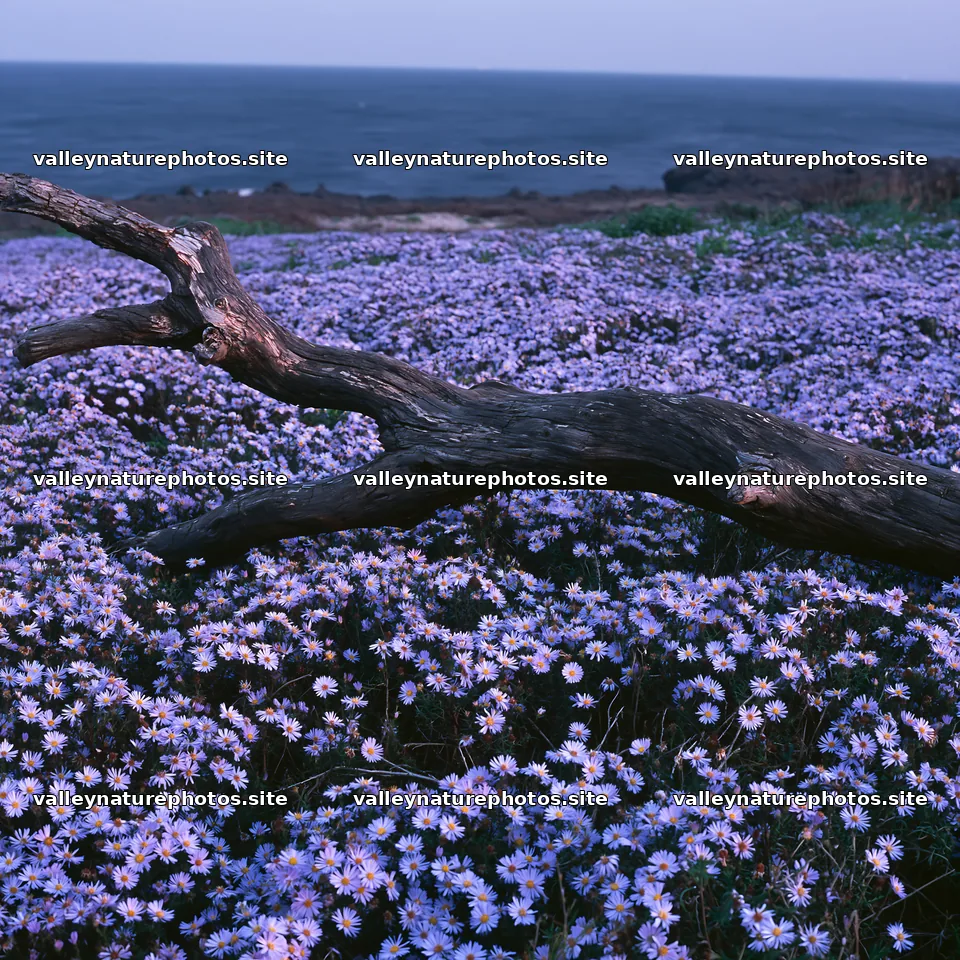 Chiba coastal climate meadow driftwood foreground captures nature – nature photography 7938x7938