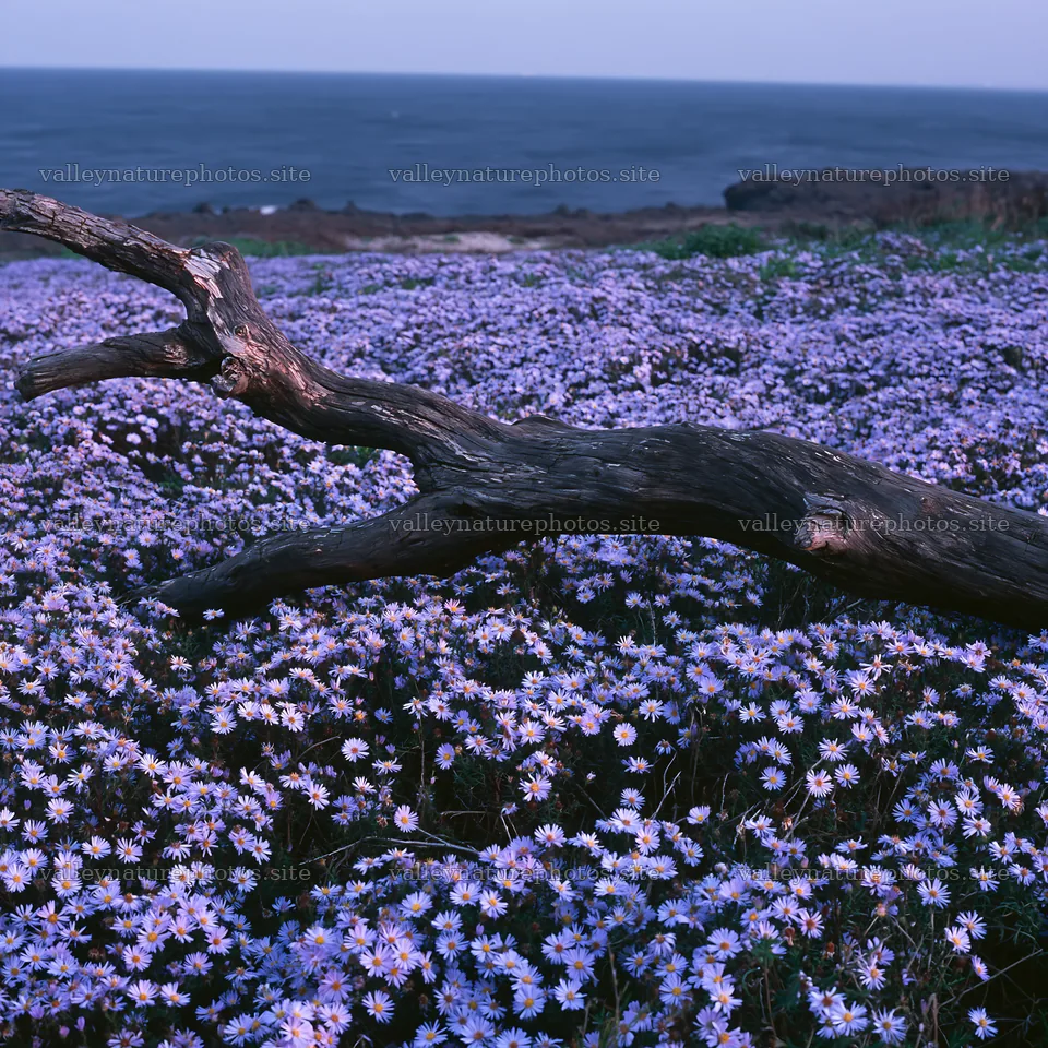 Chiba coastal climate meadow driftwood foreground captures nature – nature photography 7938x7938