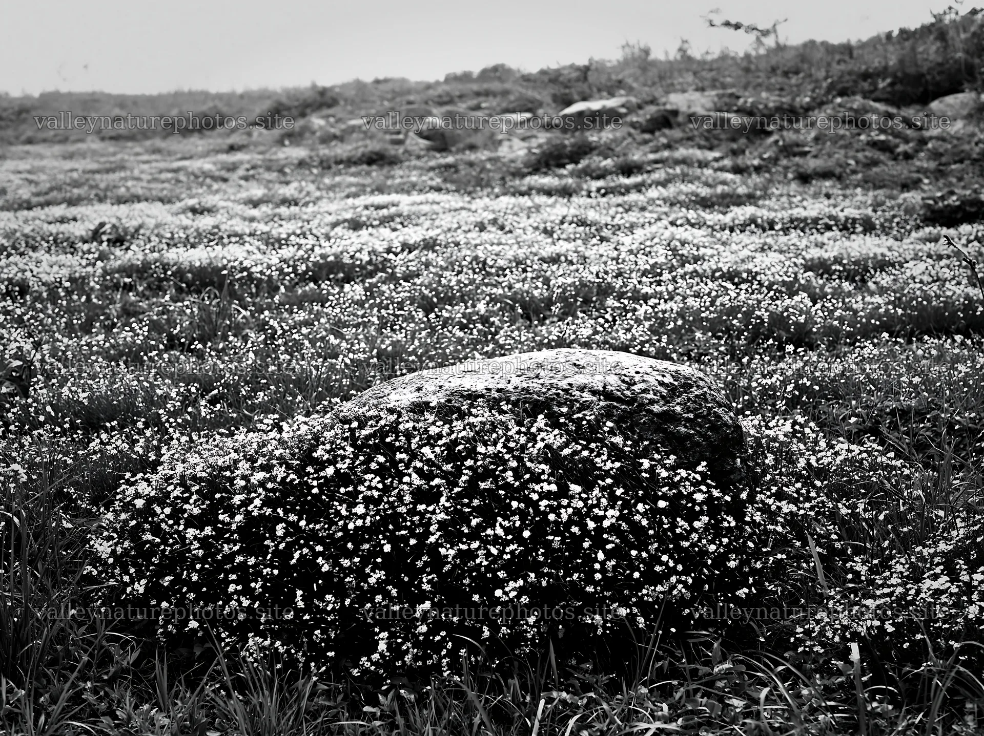Yamaguchi limestone meadow with pale boulder and flowers – nature photography 9174x6866