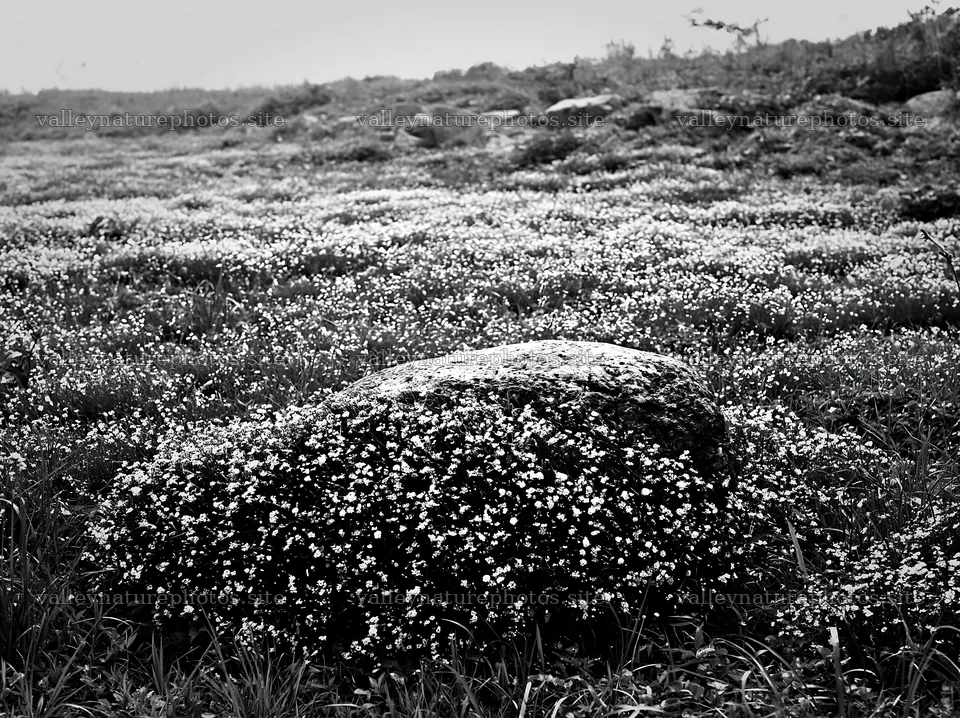 Yamaguchi limestone meadow with pale boulder and flowers – nature photography 9174x6866