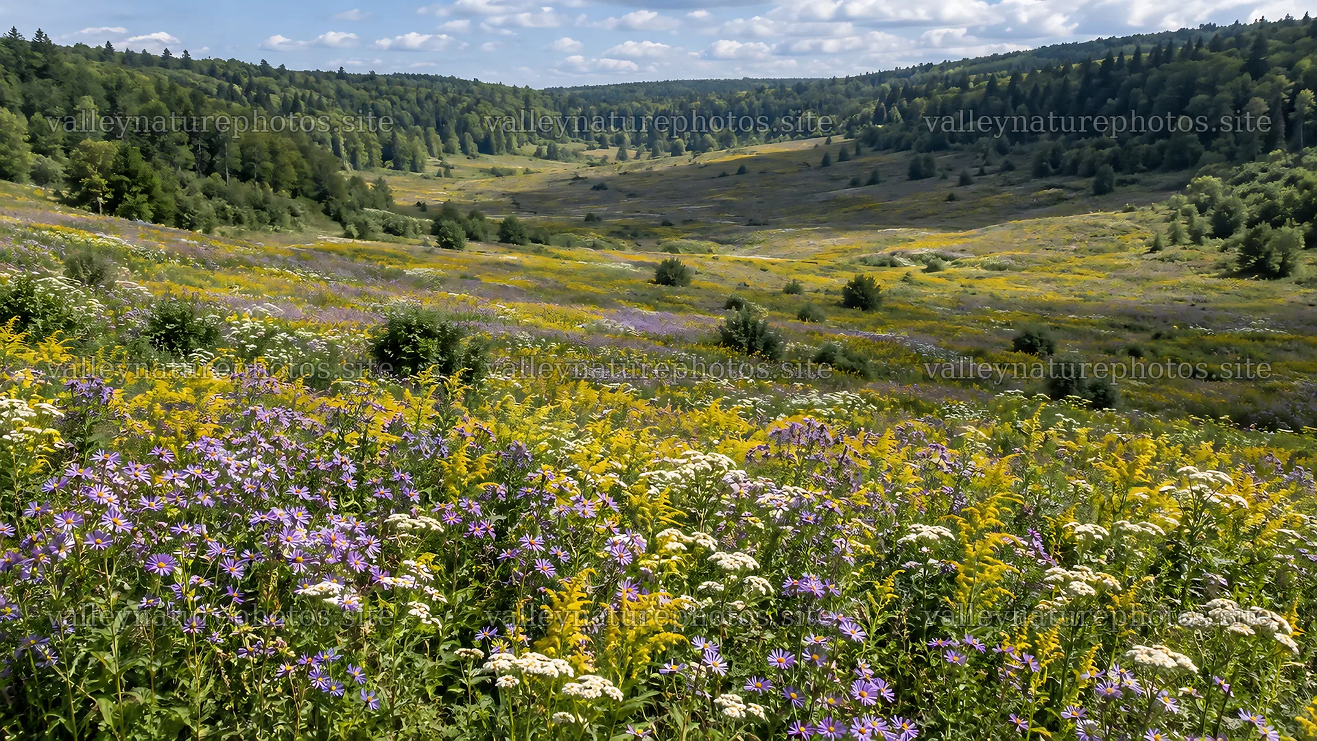 Wildflower Meadow in a Forested Valley – nature photography 10324x5812