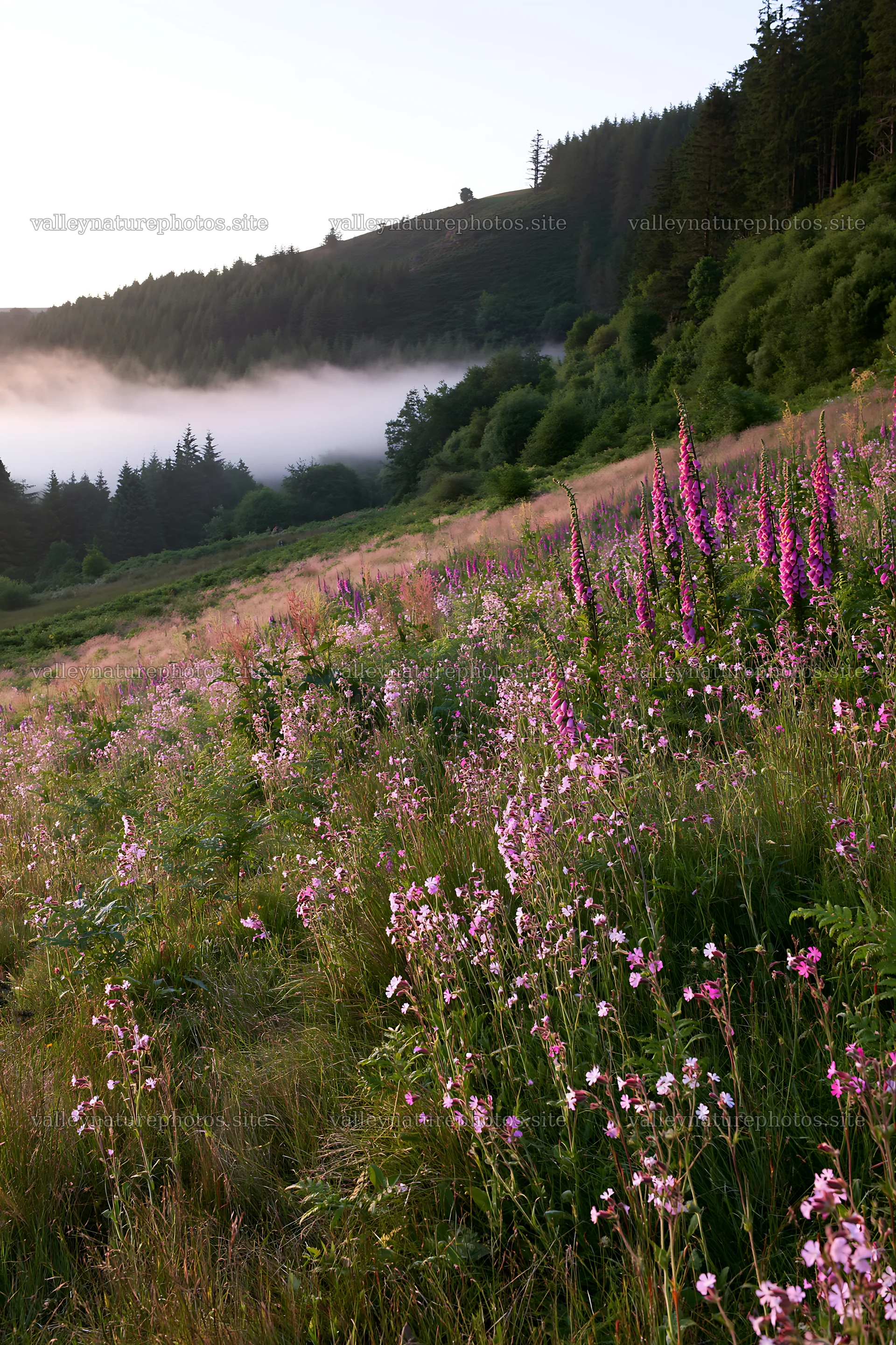 Meadow with campion flowers at sunrise with mist in the background – nature photography 6480x9722