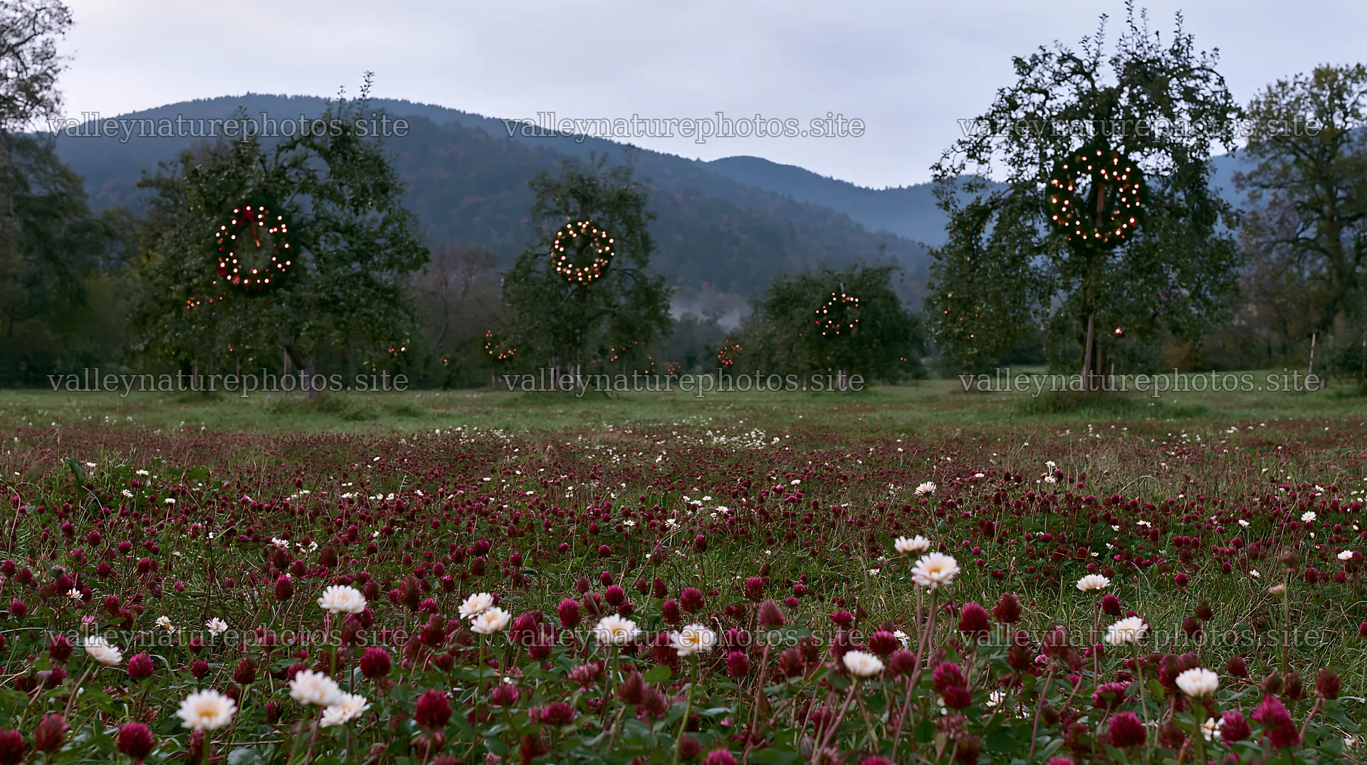 Christmas meadow with apple trees and lights in the Black Forest – nature photography 10608x5938