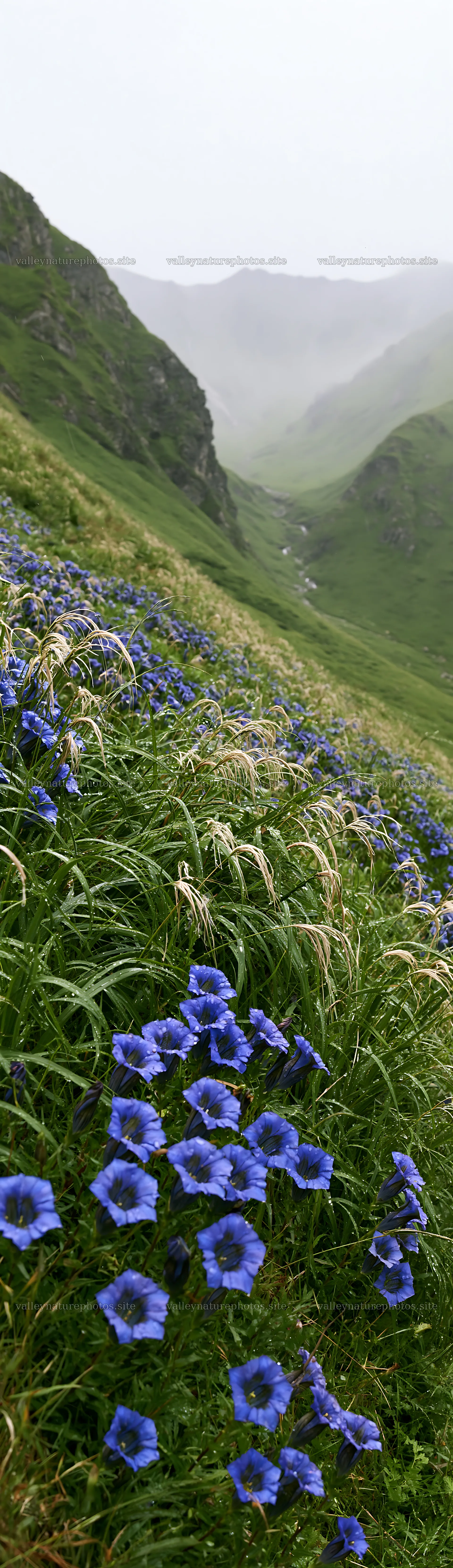 Rainy valley meadow with flowers and green hills – nature photography 4268x14762