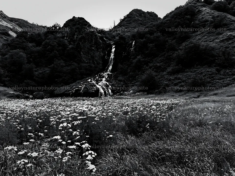 Meadow with flowers at base of waterfall in black and white – nature photography 9174x6866