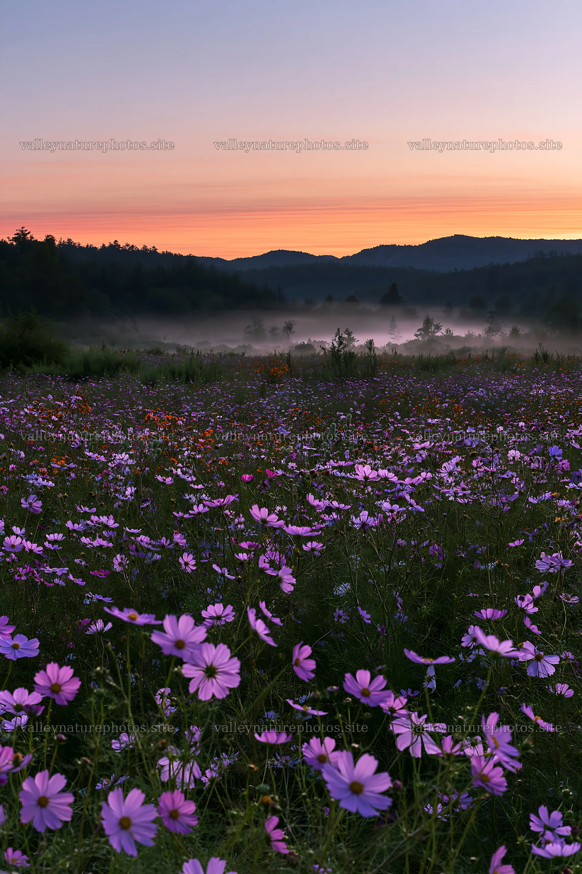 Colorful cosmos meadow at dawn with mist and mountains – nature photography 6480x9722
