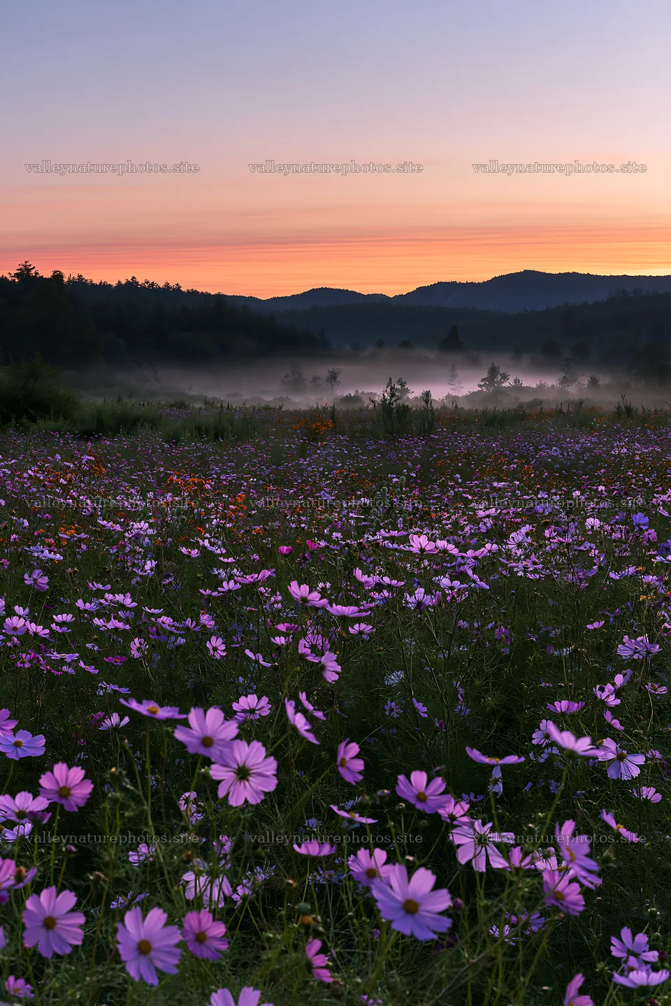 Colorful cosmos meadow at dawn with mist and mountains – nature photography 6480x9722