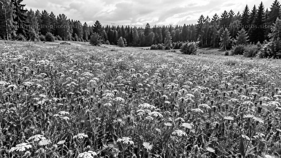 Wildflower Meadow in a Woodland Clearing – nature photography 10324x5812