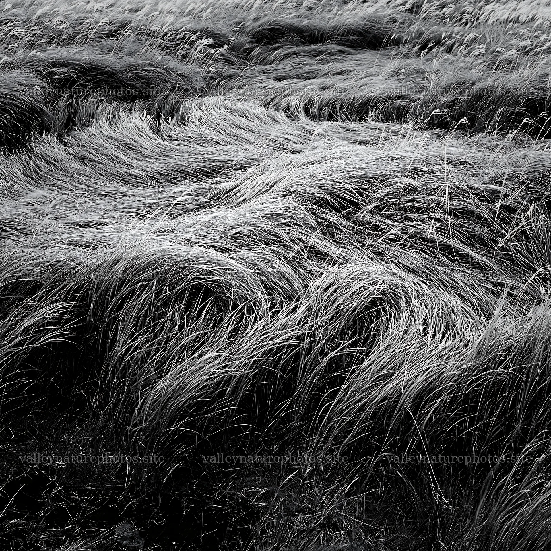 Hokkaido silver grass meadow seedheads swaying in the breeze – nature photography 7938x7938