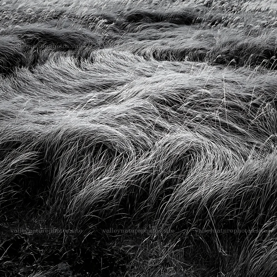 Hokkaido silver grass meadow seedheads swaying in the breeze – nature photography 7938x7938