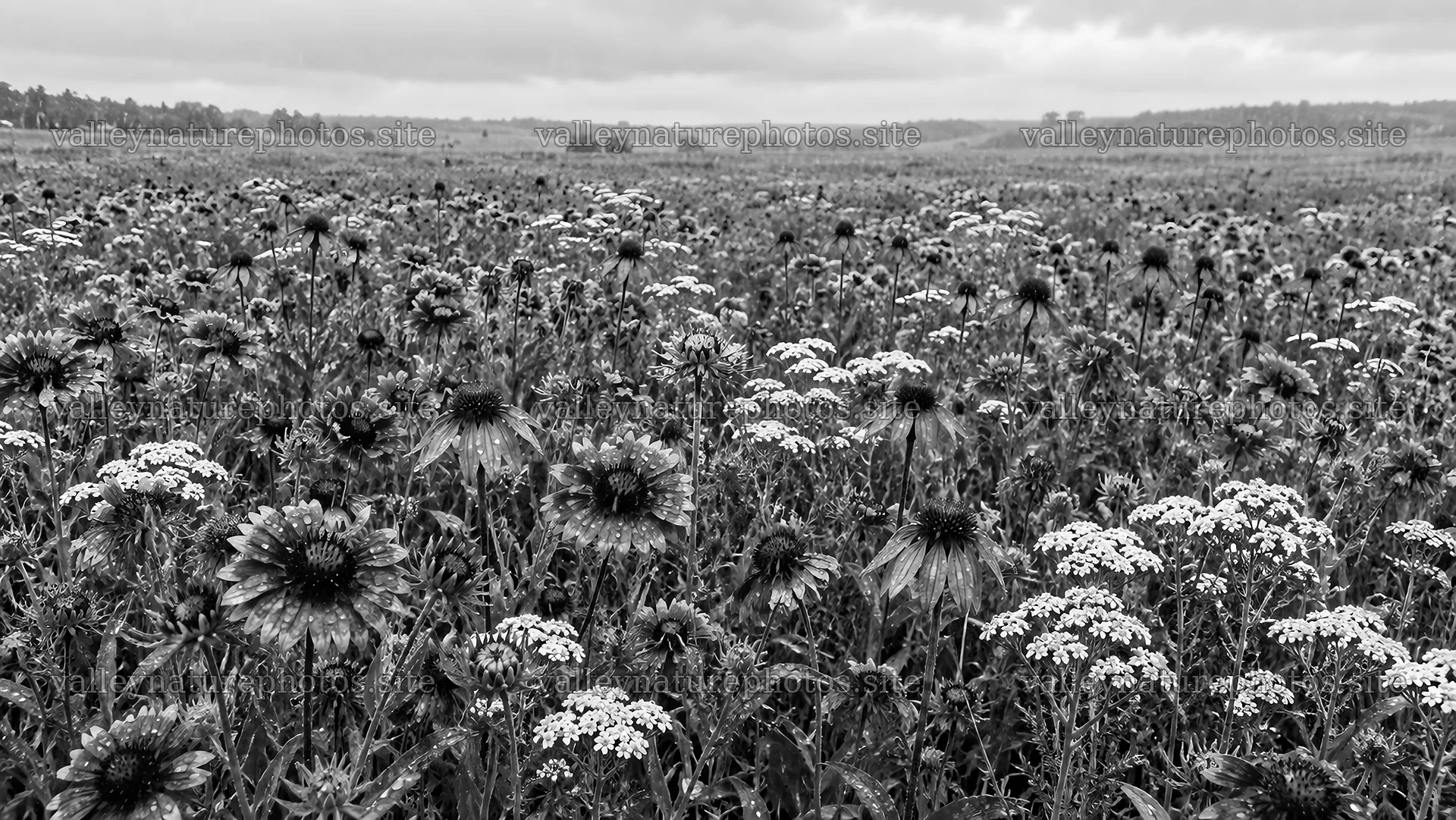 Flowering Meadow in Black and White – nature photography 10324x5812