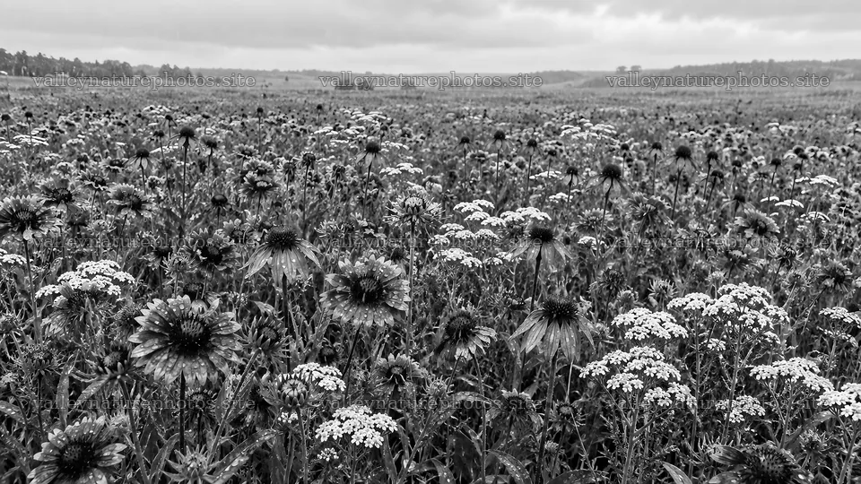 Flowering Meadow in Black and White – nature photography 10324x5812