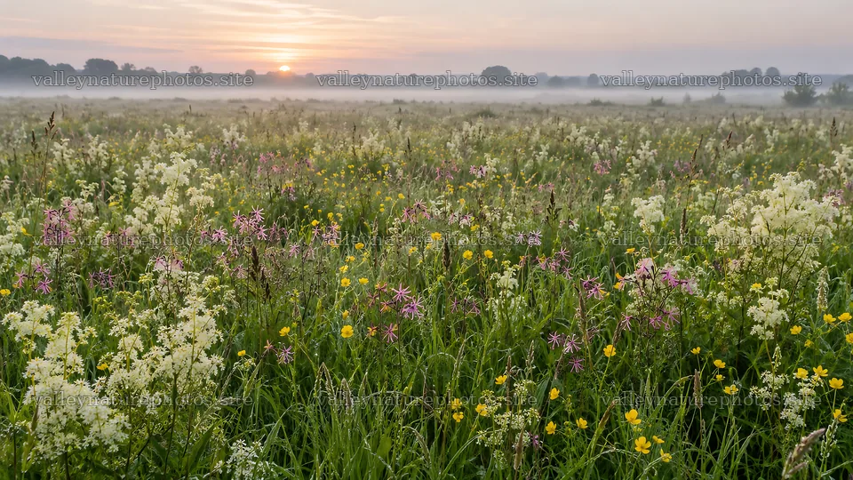 Wildflower Meadow in Morning Mist at Sunrise – nature photography 10324x5812