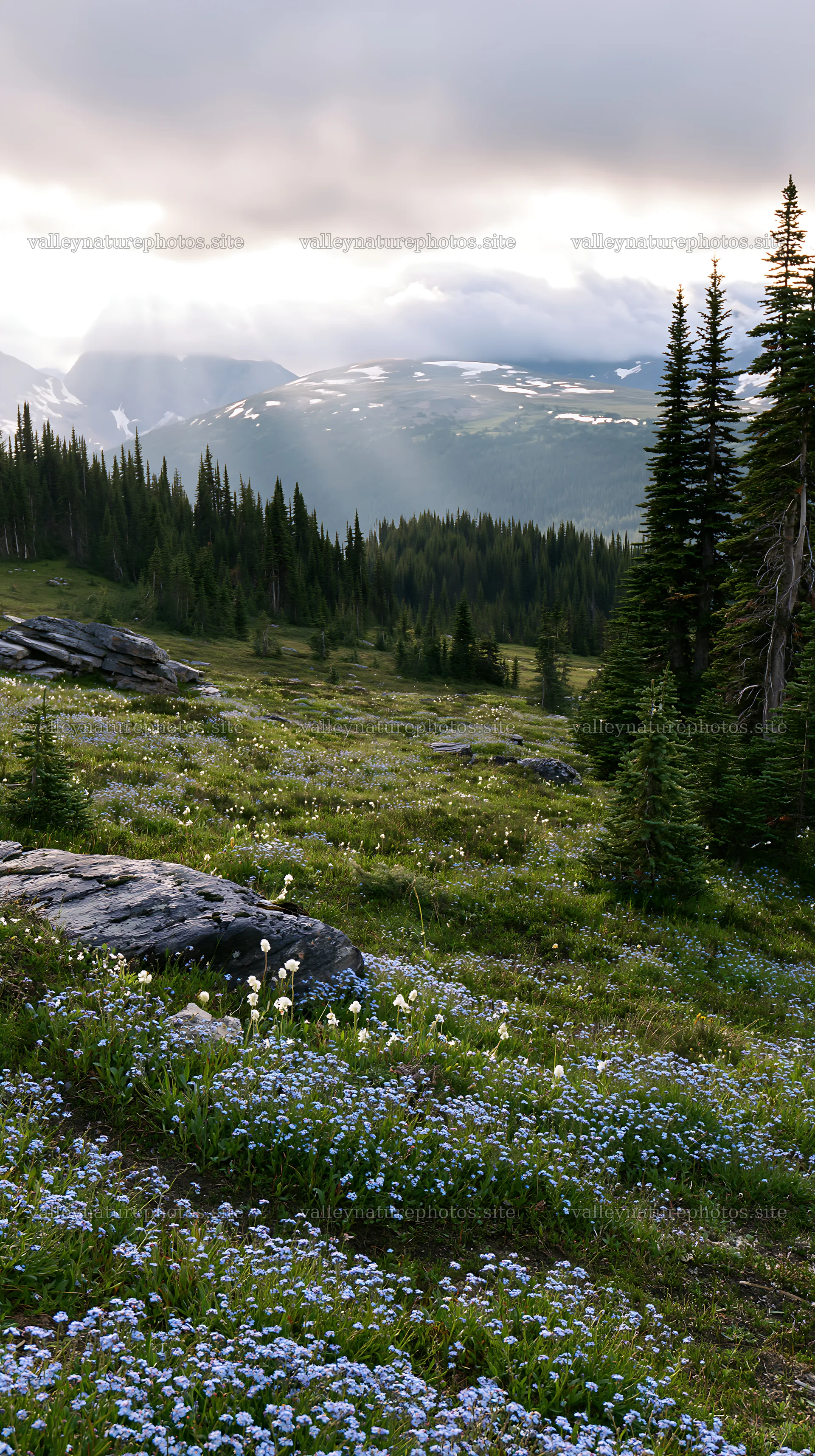 Sunshine meadows in Banff with light rays shining through trees – nature photography 5938x10608