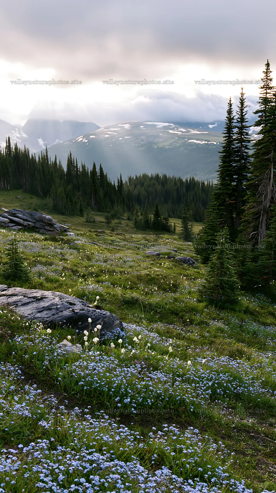 Sunshine meadows in Banff with light rays shining through trees – nature photography 5938x10608