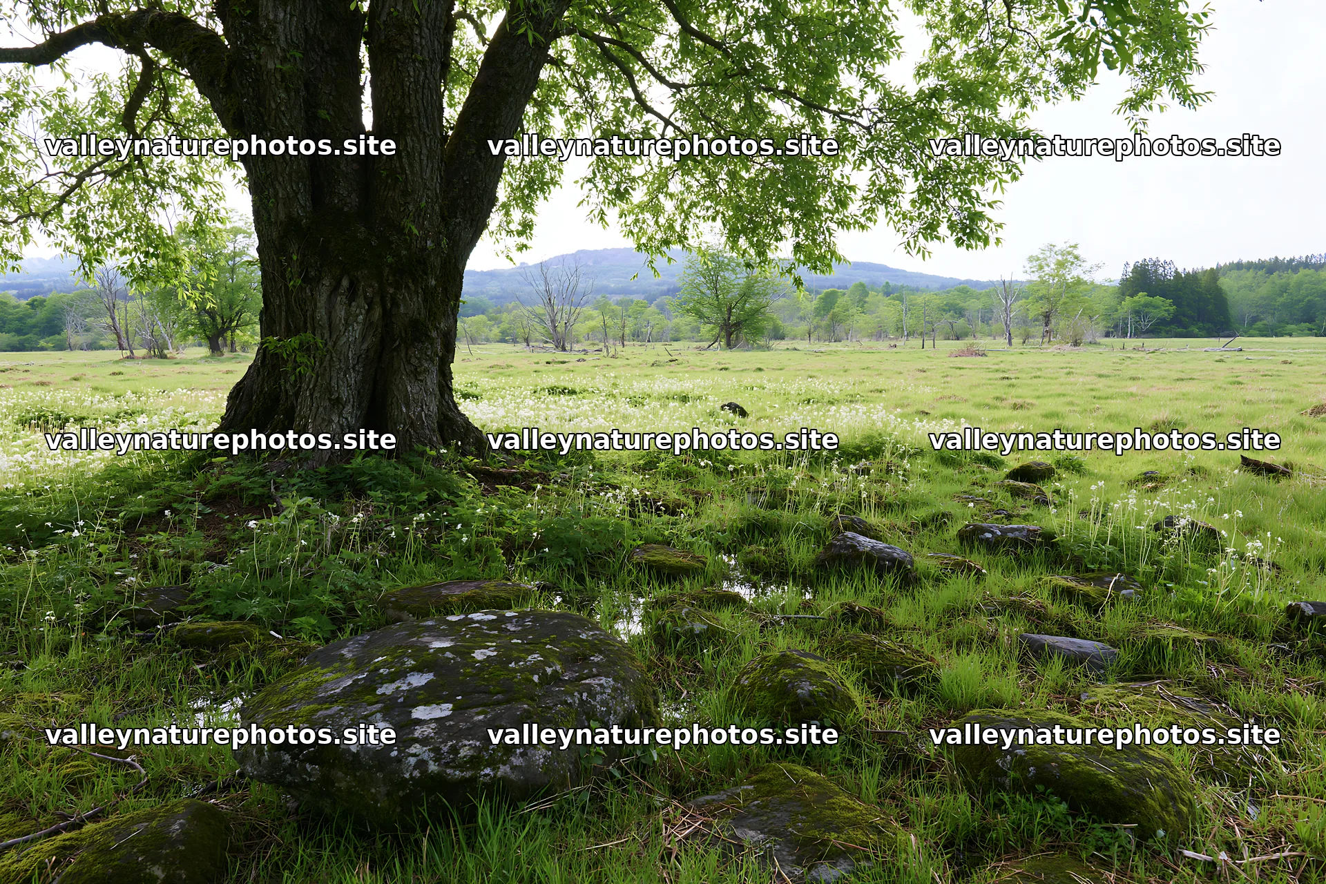 Miyagi spring recovery meadow mossy stone under a large tree – nature photography 9722x6480