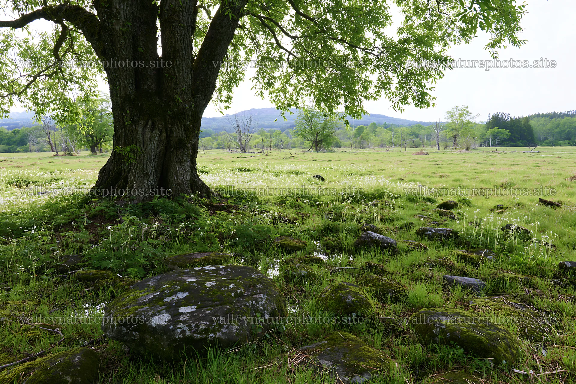 Miyagi spring recovery meadow mossy stone under a large tree – nature photography 9722x6480