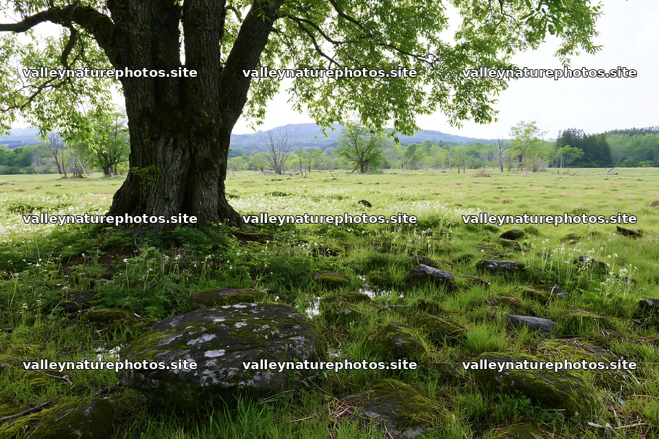 Miyagi spring recovery meadow mossy stone under a large tree – nature photography 9722x6480